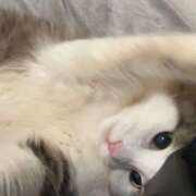 ヒメ日記 2026/04/27 19:05 投稿 るな ぺろぺろベロベロ専科 ぺろんちょ