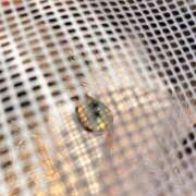 ヒメ日記 2026/05/17 19:15 投稿 るな ぺろぺろベロベロ専科 ぺろんちょ