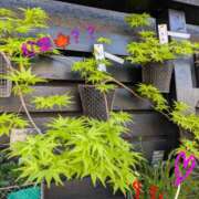 りあん 散歩途中🐤✨✨✨🧐 国分寺人妻研究会