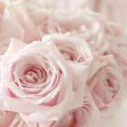 ヒメ日記 2025/01/20 10:44 投稿 心花(ここな) グランドオペラ福岡