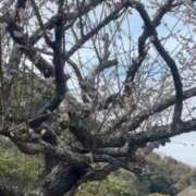 ヒメ日記 2025/02/18 11:46 投稿 心花(ここな) グランドオペラ福岡