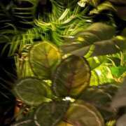 ヒメ日記 2025/02/21 23:31 投稿 心花(ここな) グランドオペラ福岡