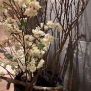 ヒメ日記 2025/03/12 23:32 投稿 心花(ここな) グランドオペラ福岡