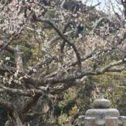 ヒメ日記 2025/03/14 10:55 投稿 心花(ここな) グランドオペラ福岡