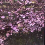 ヒメ日記 2025/03/27 23:51 投稿 心花(ここな) グランドオペラ福岡