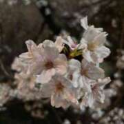 ヒメ日記 2025/03/30 12:04 投稿 心花(ここな) グランドオペラ福岡