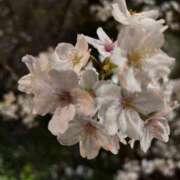 ヒメ日記 2025/04/06 01:01 投稿 心花(ここな) グランドオペラ福岡