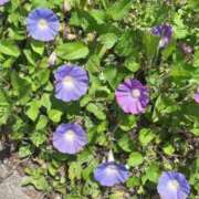 ヒメ日記 2025/04/15 15:21 投稿 心花(ここな) グランドオペラ福岡