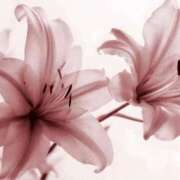 ヒメ日記 2025/10/04 23:10 投稿 心花(ここな) グランドオペラ福岡