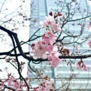 ヒメ日記 2026/03/19 08:00 投稿 美雪 鶯谷人妻城