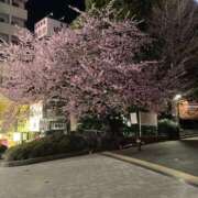 ヒメ日記 2025/03/21 17:15 投稿 中野咲季(なかのさき) 鶯谷ナンバーワン