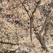 サラ【姉系コース】 🌸🌸🌸 CLUB CANDY（鳥栖店）