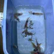 ヒメ日記 2026/03/13 05:36 投稿 みこと G-STAGE