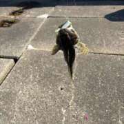 ヒメ日記 2026/03/16 17:03 投稿 みこと G-STAGE