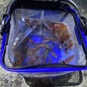 ヒメ日記 2026/03/17 08:45 投稿 みこと G-STAGE