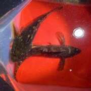 ヒメ日記 2026/03/17 17:14 投稿 みこと G-STAGE