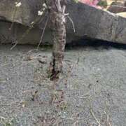 ヒメ日記 2026/03/20 11:29 投稿 みこと G-STAGE