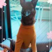 ヒメ日記 2025/04/01 19:25 投稿 るみ 待ちナビ