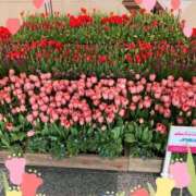 ヒメ日記 2025/04/06 11:35 投稿 るみ 待ちナビ