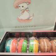 ヒメ日記 2026/02/08 03:03 投稿 ねこ【品性溢れるドM美女】 STELLA TOKYO－ステラトウキョウ－