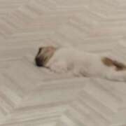 ヒメ日記 2026/06/04 10:04 投稿 ねこ【品性溢れるドM美女】 STELLA TOKYO－ステラトウキョウ－