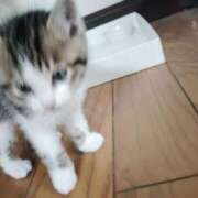 ヒメ日記 2026/06/06 09:51 投稿 ねこ【品性溢れるドM美女】 STELLA TOKYO－ステラトウキョウ－