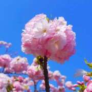 ヒメ日記 2025/04/13 16:49 投稿 いちご 豊満奉仕倶楽部