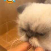 ヒメ日記 2025/08/28 23:30 投稿 えび DOLCE