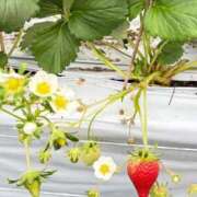 藤咲美玲(ふじさきみれい) 春❤️ 九州熟女　熊本店