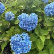 ヒメ日記 2025/06/30 20:33 投稿 あみ☆NEW ファンタジー福島店～福島でデリヘルもメンズエステも楽しめる素敵なお店～