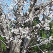 ヒメ日記 2025/04/03 15:52 投稿 ぱいん ぽっちゃりデリヘル倶楽部