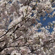 かすみ 久々出勤させて頂きますっ💕 YESグループ　華女