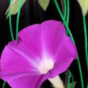 ヒメ日記 2025/07/22 09:19 投稿 藤原なのか 一夜妻