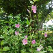 りつこ 本日最高気温更新 性腺熟女100％鶯谷（デリヘル市場）