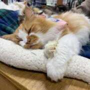 ヒメ日記 2025/03/20 20:03 投稿 アユ 尼妻（あまづま）