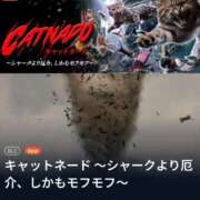 アユ 🐱 尼妻（あまづま）