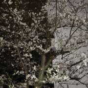 アユ あゆです 尼妻（あまづま）