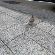 ヒメ日記 2025/10/14 03:24 投稿 えみり ルーブル