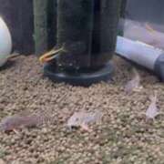 ヒメ日記 2025/11/26 21:34 投稿 えみり ルーブル