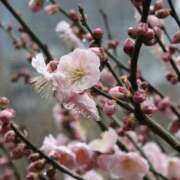 ヒメ日記 2025/02/16 11:41 投稿 しほ 性腺熟女100％鶯谷（デリヘル市場）