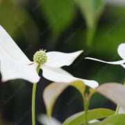 ヒメ日記 2025/07/05 12:47 投稿 しほ 性腺熟女100％鶯谷（デリヘル市場）