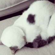 ヒメ日記 2025/08/28 15:57 投稿 しほ 性腺熟女100％鶯谷（デリヘル市場）