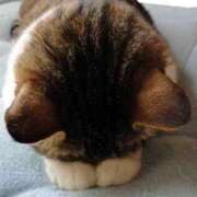 ヒメ日記 2025/11/10 18:44 投稿 しほ 性腺熟女100％鶯谷（デリヘル市場）