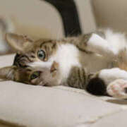 ヒメ日記 2025/12/19 12:36 投稿 しほ 性腺熟女100％鶯谷（デリヘル市場）