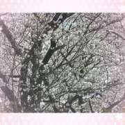 ヒメ日記 2025/04/07 13:09 投稿 はるか 性腺熟女100％鶯谷（デリヘル市場）