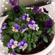 ヒメ日記 2025/11/24 12:14 投稿 はるか 性腺熟女100％鶯谷（デリヘル市場）