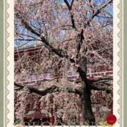 ヒメ日記 2025/04/05 11:04 投稿 はるな 性腺熟女100％鶯谷（デリヘル市場）