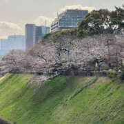 ヒメ日記 2025/04/06 13:02 投稿 はるな 性腺熟女100％鶯谷（デリヘル市場）
