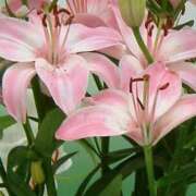 ヒメ日記 2025/05/12 12:48 投稿 はるな 性腺熟女100％鶯谷（デリヘル市場）