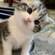 あやめ あやめ 性腺熟女100％鶯谷（デリヘル市場）